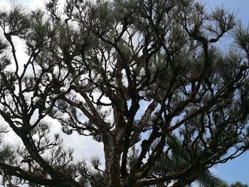 Low angle view of tree against sky