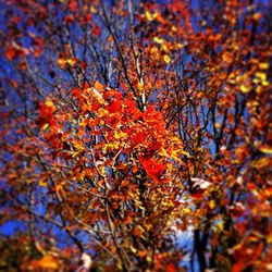 Autumn leaves on tree