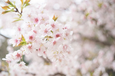 Cherry blossoms in full bloom yamazakura