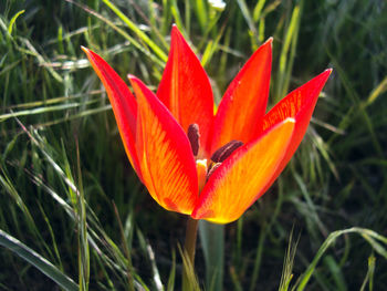 Close-up of red orange flower on field