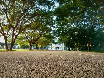 Trees in park