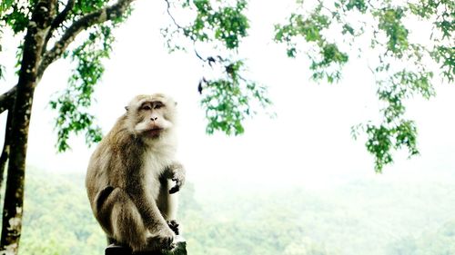 Monkey sitting on tree against sky