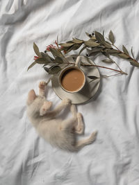 A small cat on bed with a cup of coffee