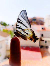 Close-up of butterfly on flower