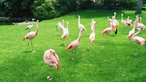 Birds perching on field in park