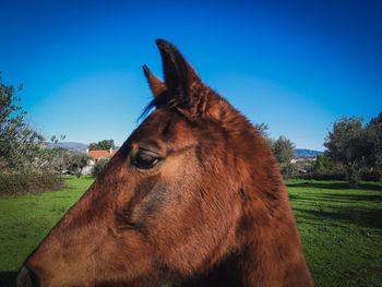 Horse on field against sky