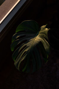 Close-up of flowering plant