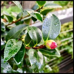 Close-up of wet plant