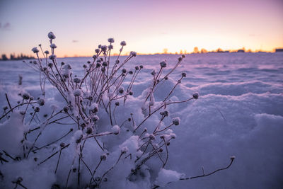 Brightly lit frozen, snow covered plants during the sunrise hour. 