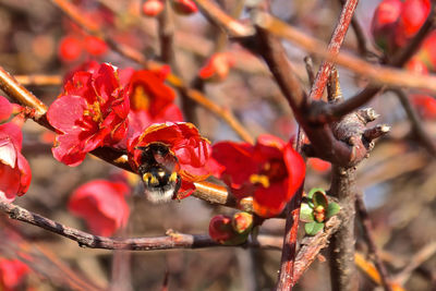 Close-up of bee on red flower