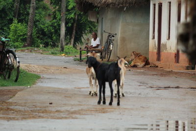 Goats in wet road