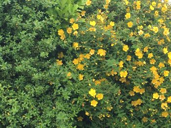 Close-up of yellow flowers