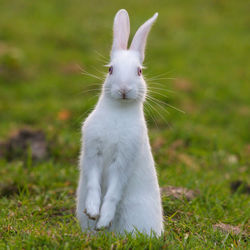 Rabbit on field