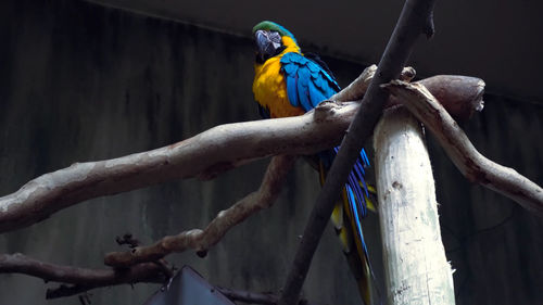 Bird perching on a tree