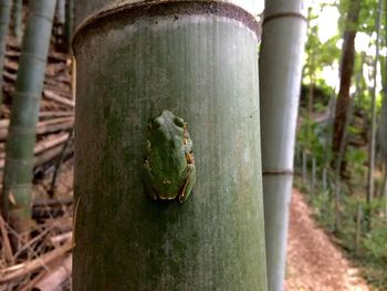 Close-up of green frog on bamboo