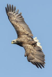 Low angle view of eagle flying against clear sky