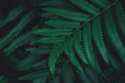 Full frame shot of fern leaves