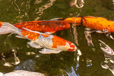 koi
