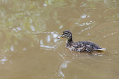 Duck swimming in lake