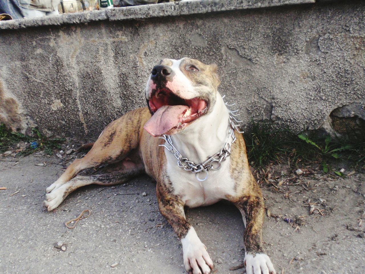 dog, pets, one animal, domestic animals, animal themes, mammal, portrait, looking at camera, sitting, pet collar, pet leash, high angle view, street, full length, pet owner, canine, outdoors, standing