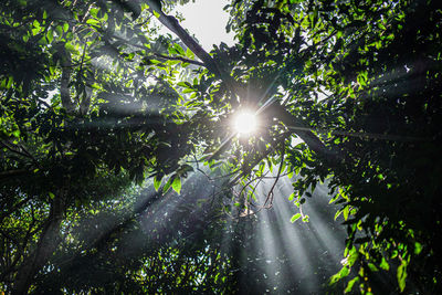 Sunlight streaming through trees in forest