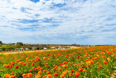 Scenic view of flowering plants on field against sky