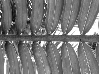 Coconut leaf close-up