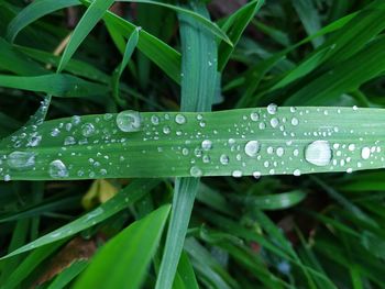 Close-up of raindrops on grass