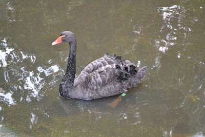 Swan swimming in lake