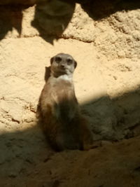 Portrait of monkey sitting on rock