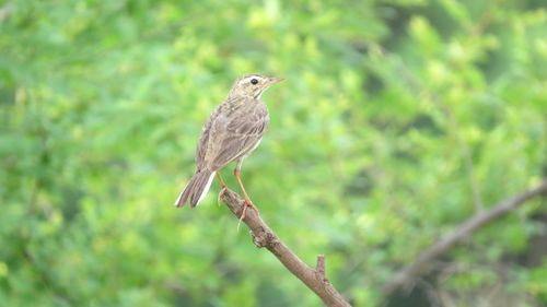 Close-up of bird perching on branch