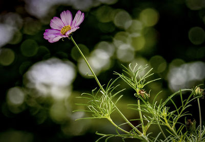 Garden cosmos stretched up high