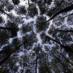 Low angle view of trees in forest