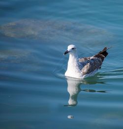 Seagull swimming in lake