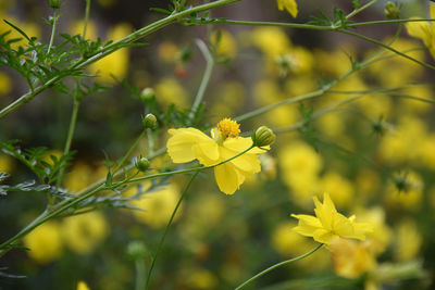 Close-up of yellow flowering plant