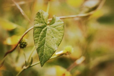 Close-up of leaves