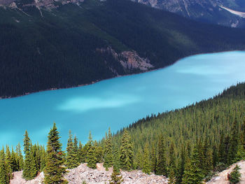 Scenic view of pine trees in lake against mountains
