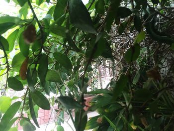 Close-up of leaves on tree