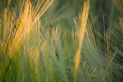Close-up of plants growing on field