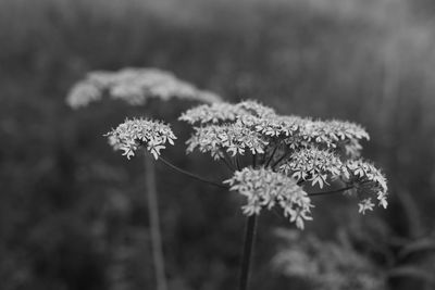 Close-up of white flowers