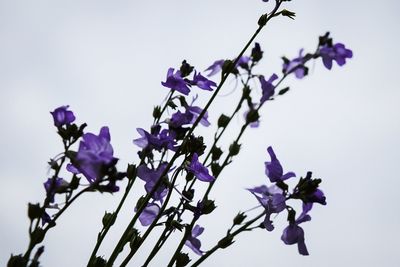 Purple flowers growing against clear sky