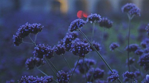 Close-up of purple flowers blooming outdoors