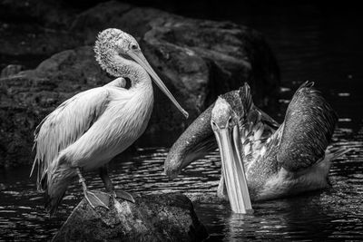 View of pelican on rock