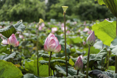 Close-up of pink lotus water lily