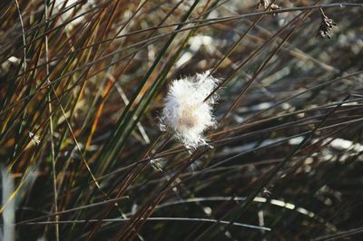 Close-up of dandelion flower