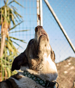 Close-up of dog looking away