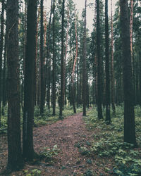 Trees in forest