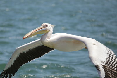 Close-up of pelican on lake