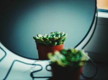 Close-up of potted plant on table at home