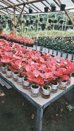 Red flowering plants in greenhouse